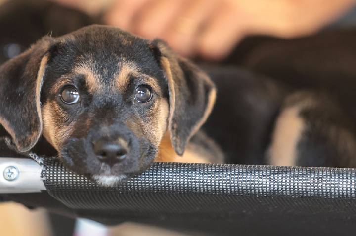 Mapa abre consulta pública sobre genéricos e similares veterinários