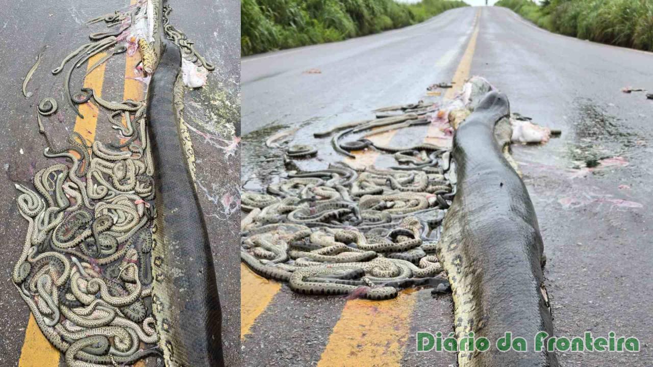 Sucuri grávida aparece morta em rodovia e inúmeros filhotes ficam espalhados pela pista